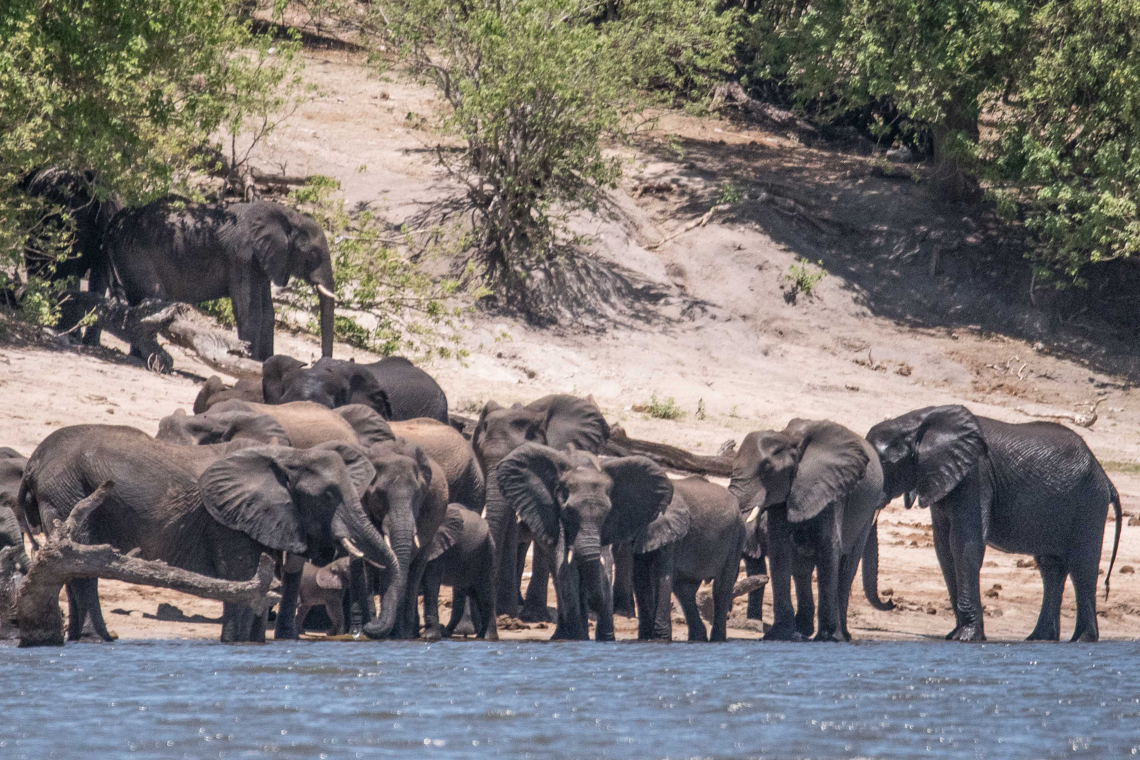 Eléphants de savane (Bush elephants, Loxondota africana) descendus boire dans la rivière Chobe, Chobe National Park, Botswana-6394